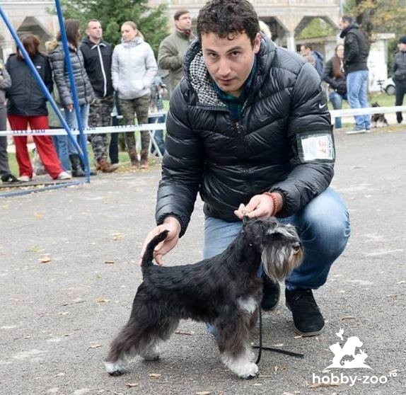 Schnauzer miniatural cățeluși