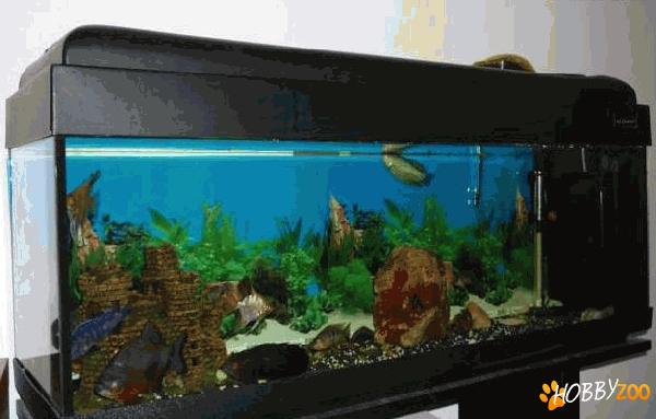 vand Acvariu PetCompany