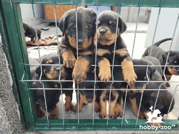 Pui rottweiler cu pedigree