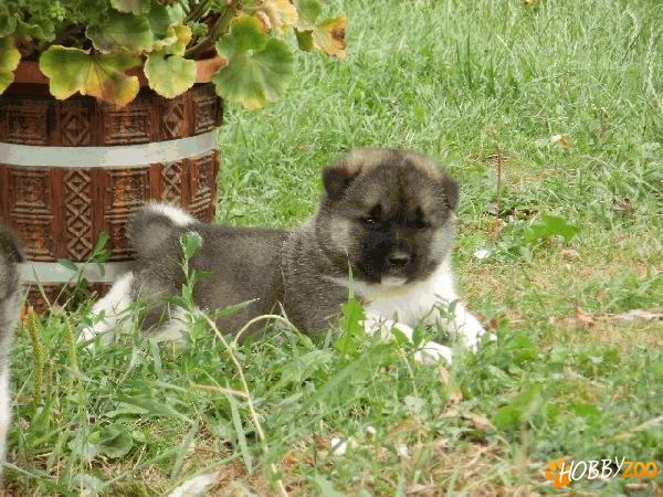 Vand catei de rasa Akita American
