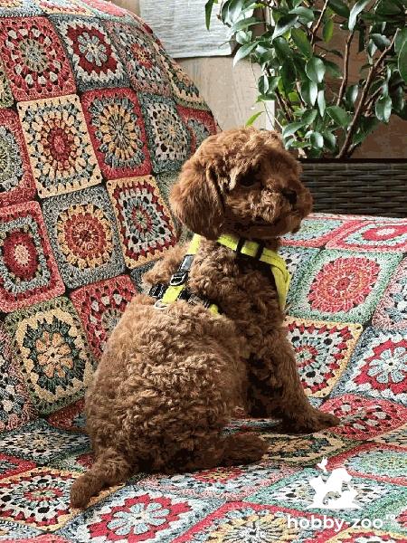 Caniche Toy de vanzare