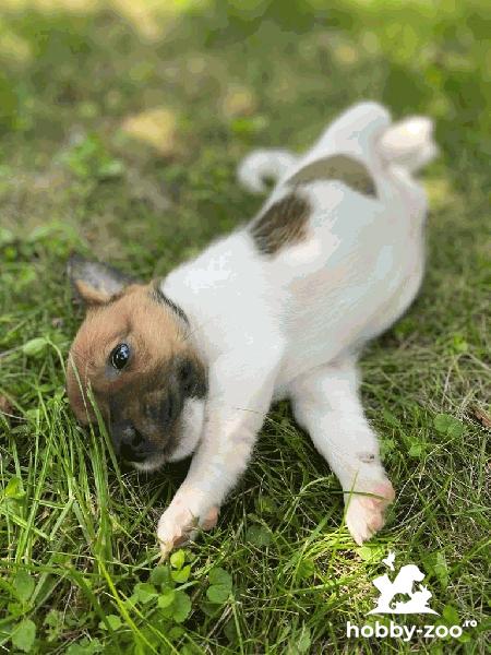 Vand catelusi Jack Russle Terrier