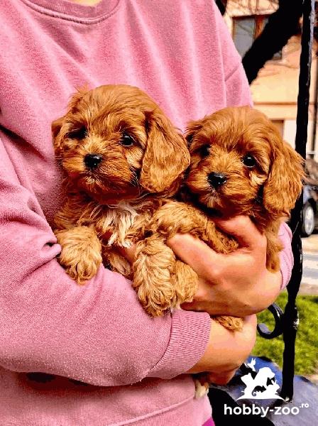 Cavapoo catelusi de vanzare