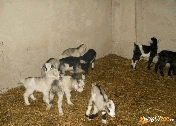 iezi pentru sacrificat de pasti 