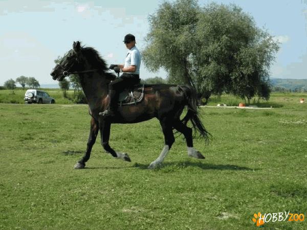 cal castrat gelderlander