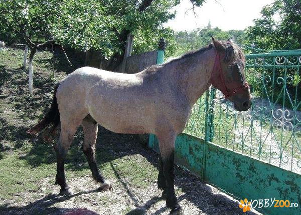 vand cal castrat foarte bland