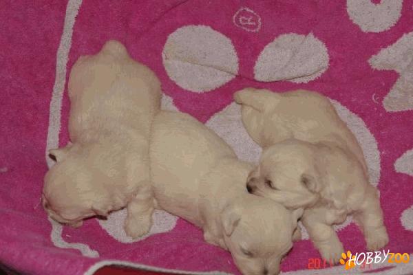 WESTIE CU PEDIGREE