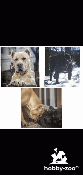 Vând căței cane corso