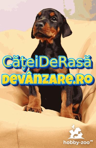 Catei Doberman cu microcip si carnet de sanatate