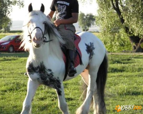 pereche cai gypsy vanner