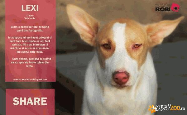 Ofer spre adoptie, catelusa Lexi
