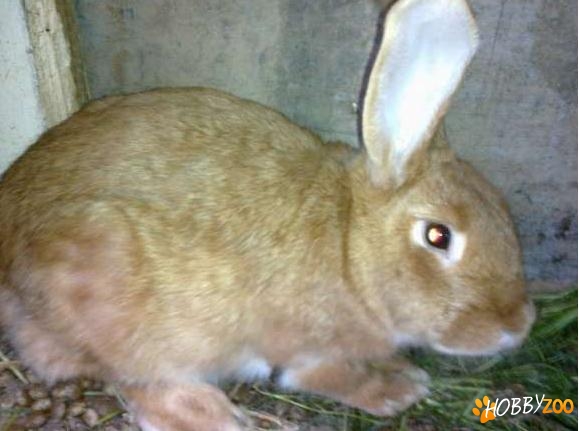 iepuroaica neozeelandez rosu