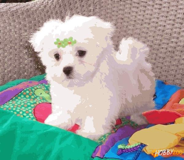 0764765468 vand pui bichon maltese puri