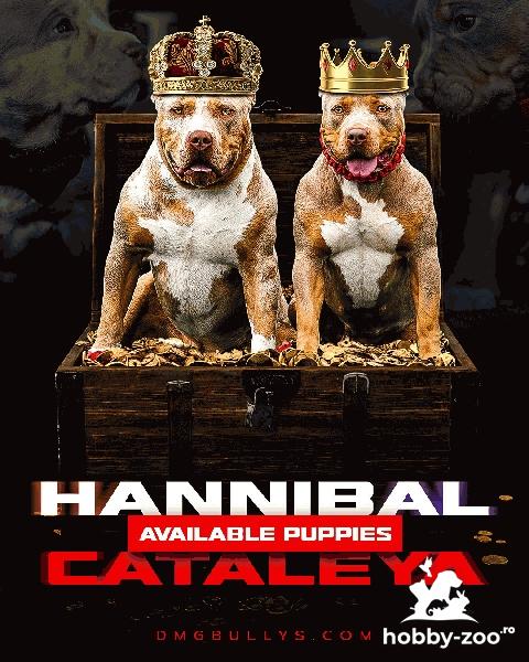 American Bully - American Pit Bull Terrier