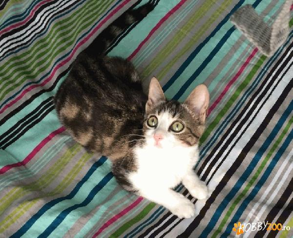 Frumusica Rose pentru adoptie