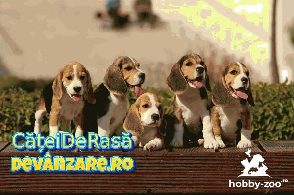 Catei Beagle rasa pura cu microcip si carnet de sanatate