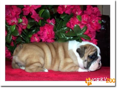 drăguţ engezbulldog pui pentru adopta