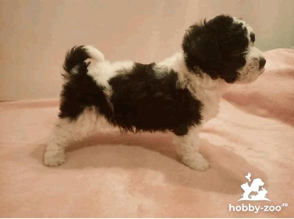 Pui Bichon havanese de vânzare