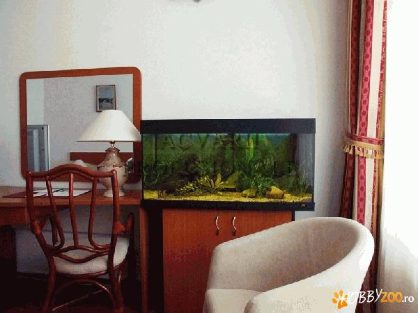 Asigur intretinere lunara a acvariu
