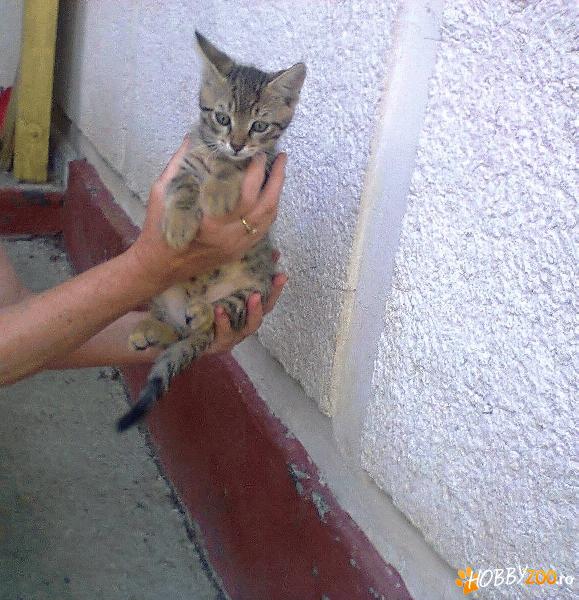 3 pisoiasi frumosi pentru adoptie