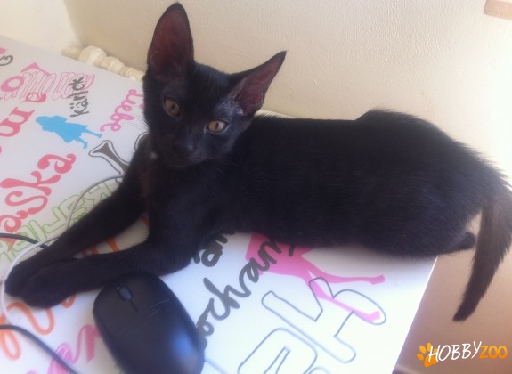 Feline exotice pantera