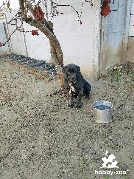 Câine Cane Corso de vânzare.