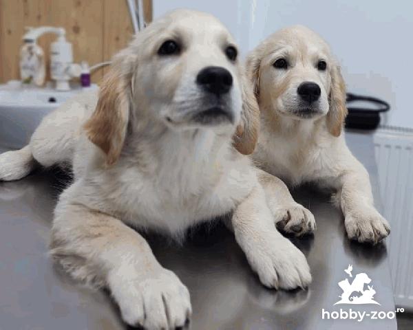 Golden retriever pui