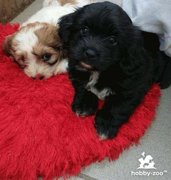 De vânzare cățeluși bichon