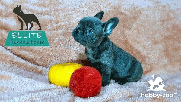 Bulldog Francez Blue - Super Premiu