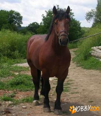 armasar belgian cu pedigree