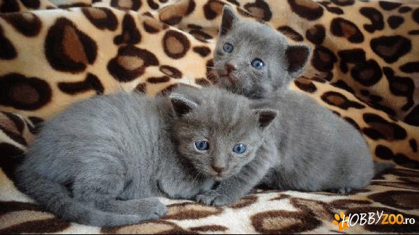 Vand pisicuti Albastra de Rusia