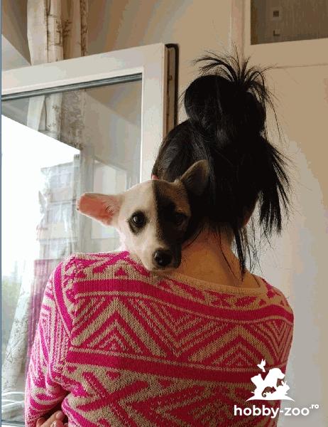 Luna spre adoptie - pitica, gen sorecar