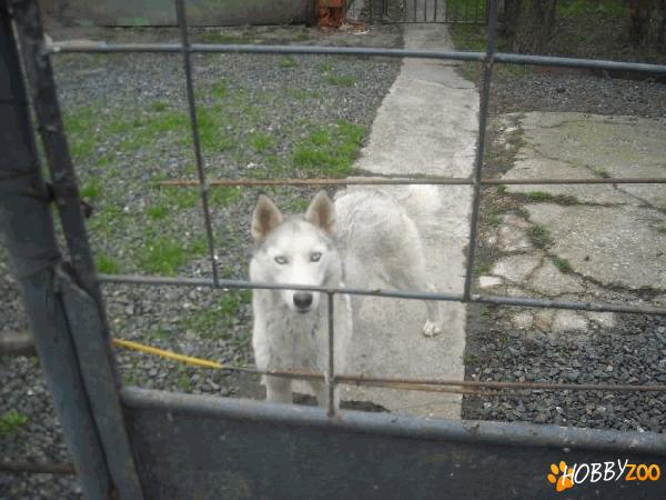 vand husky femela 