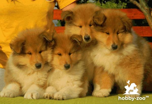 Collie Rough (Lassie)