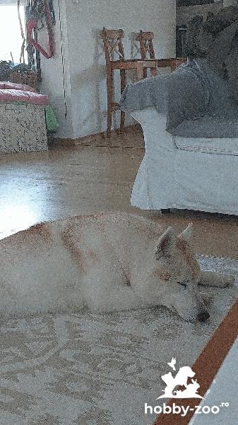 Donez catelusa 2 ani