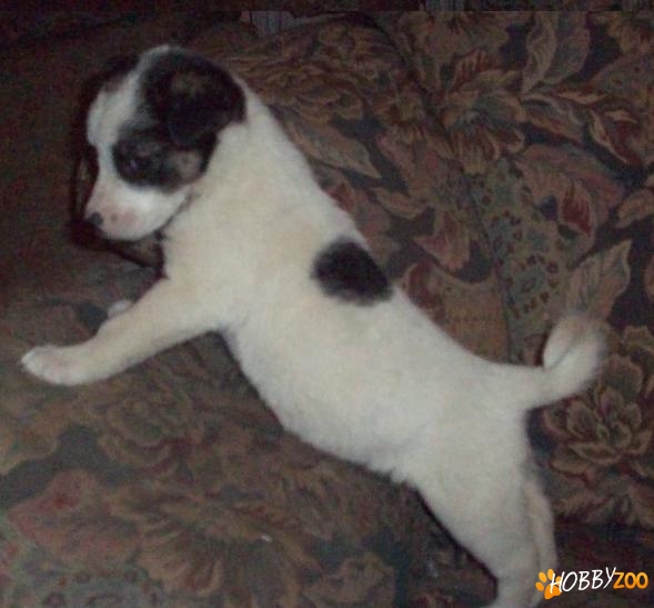 pui jack russell de vanzare