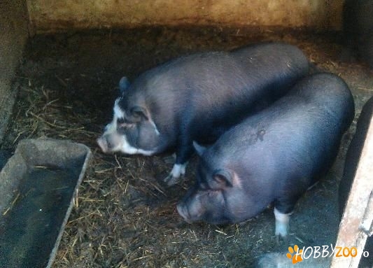 masculi si femela vietnamezi