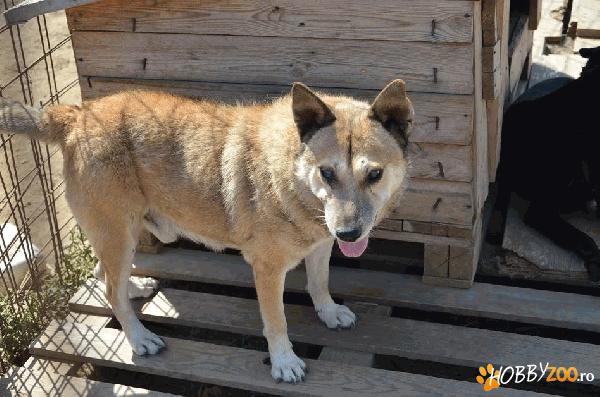 Moshu pentru adoptie