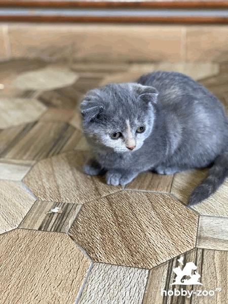 vand pui british shorthair si longhair