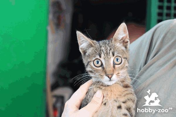 Pisoias abandonat isi cauta casuta! 