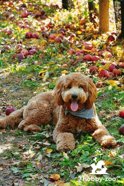 Goldendoodle..........