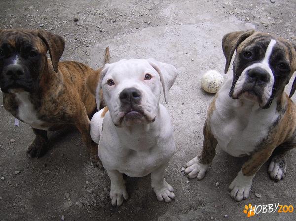 bulldog american