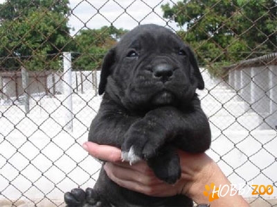 pui de cane corso, negrii, gri