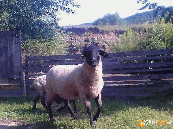 berbec matur de rasa suffolk