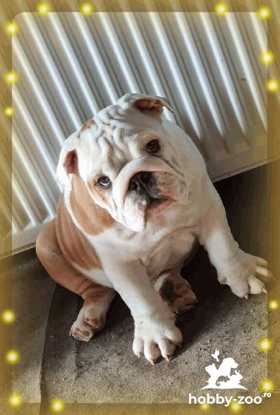 Bulldog Englez Mascul
