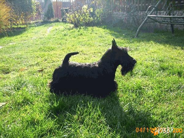 Scottish Terrier