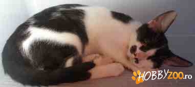 Metis JAPANESE BOBTAIL