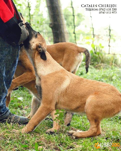 VAND CIOBANESC BELGIAN MALINOIS