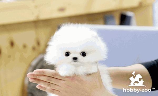 Cățeluși de Pomeranian exotici
