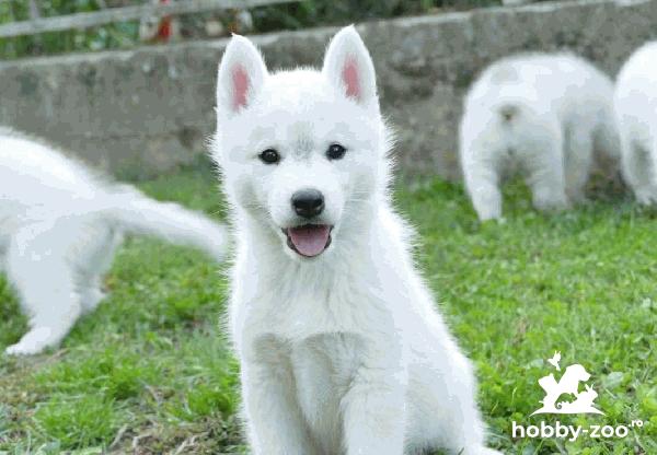 Husky siberian căței